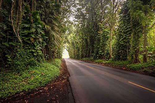 tree tunnel